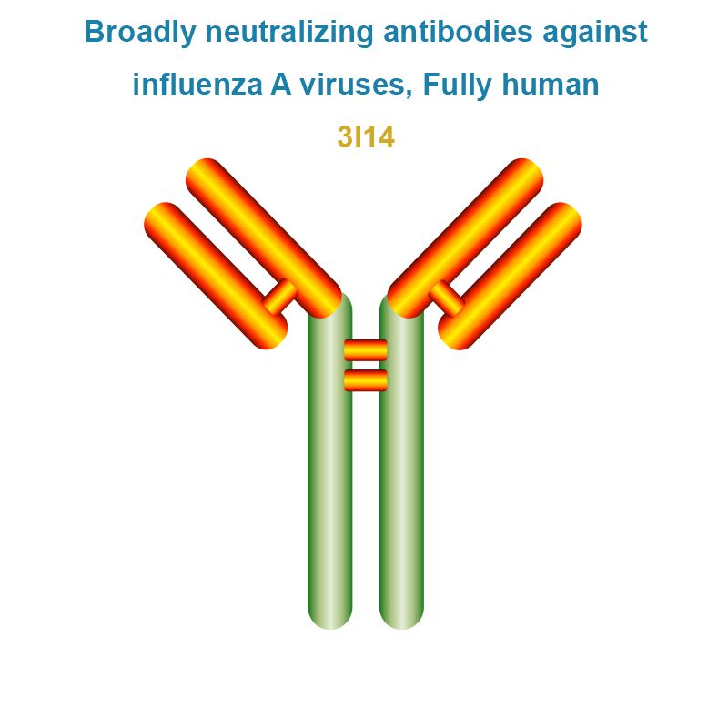 Broadly neutralizing antibodies against influenza A viruses, Fully human, 3I14