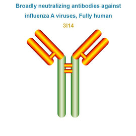 Broadly neutralizing antibodies against influenza A viruses, Fully human, 3I14