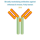 Broadly neutralizing antibodies against influenza A viruses, Fully human, 3I14