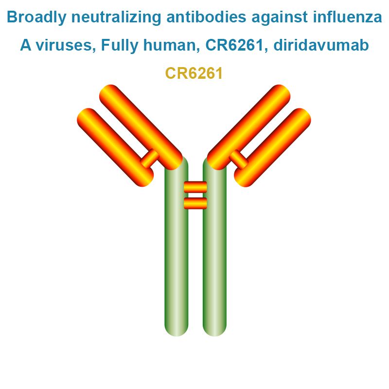 Broadly neutralizing antibodies against influenza A viruses, Fully human, CR6261, diridavumab