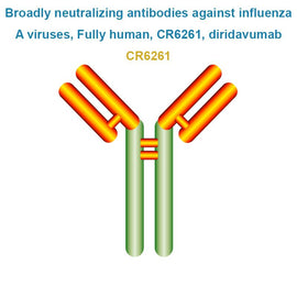 Broadly neutralizing antibodies against influenza A viruses, Fully human, CR6261, diridavumab