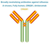 Broadly neutralizing antibodies against influenza A viruses, Fully human, CR6261, diridavumab