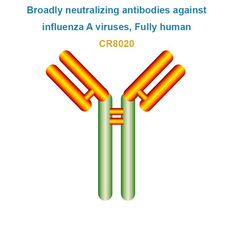 Broadly neutralizing antibodies against influenza A viruses, Fully human, CR8020