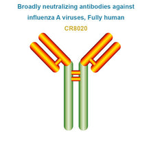 Load image into Gallery viewer, Broadly neutralizing antibodies against influenza A viruses, Fully human, CR8020