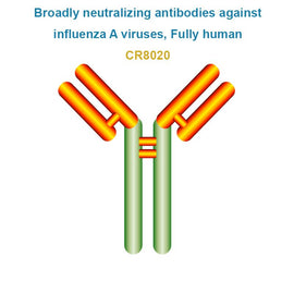Broadly neutralizing antibodies against influenza A viruses, Fully human, CR8020