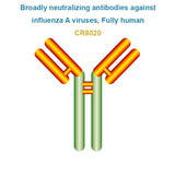 Broadly neutralizing antibodies against influenza A viruses, Fully human, CR8020