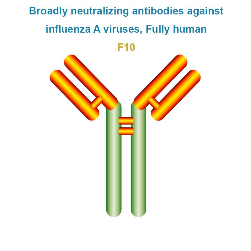 Broadly neutralizing antibodies against influenza A viruses, Fully human, F10
