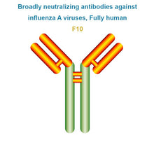 Load image into Gallery viewer, Broadly neutralizing antibodies against influenza A viruses, Fully human, F10