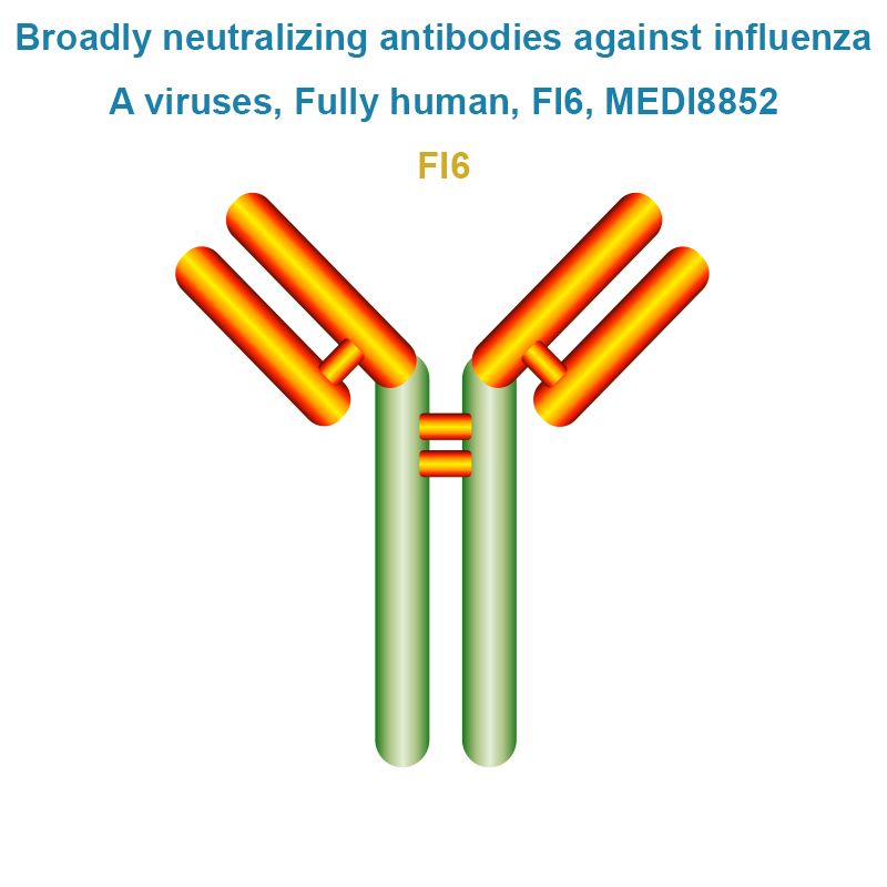 Broadly neutralizing antibodies against influenza A viruses, Fully human, FI6, MEDI8852