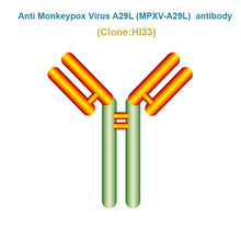 Load image into Gallery viewer, Anti Monkeypox Virus (MPXV-A29L) antibody, Clone HI33