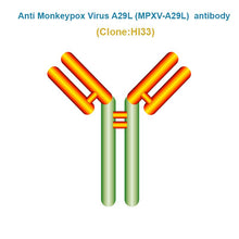 Load image into Gallery viewer, Anti Monkeypox Virus (MPXV-A29L) antibody, Clone HI33