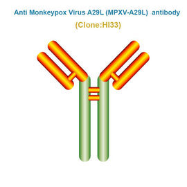 Anti Monkeypox Virus (MPXV-A29L) antibody, Clone HI33