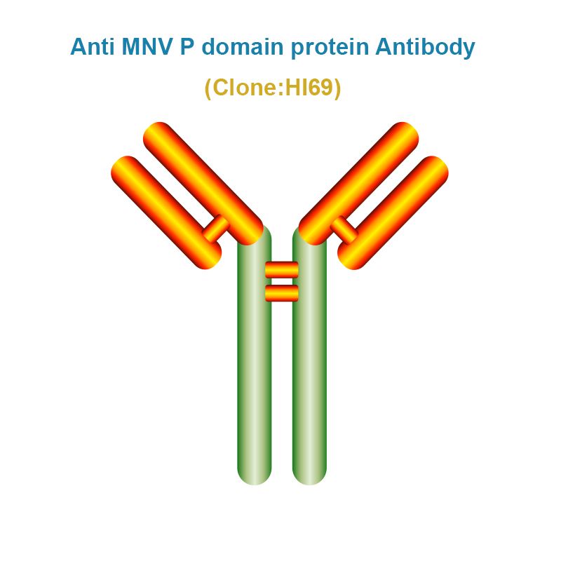 Anti Murine norovirus (MNV) P domain protein Monoclonal Antibody