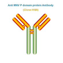 Load image into Gallery viewer, Anti Murine norovirus (MNV) P domain protein Monoclonal Antibody
