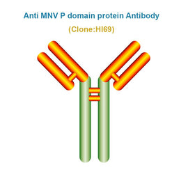 Anti Murine norovirus (MNV) P domain protein Monoclonal Antibody