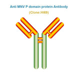 Anti Murine norovirus (MNV) P domain protein Monoclonal Antibody